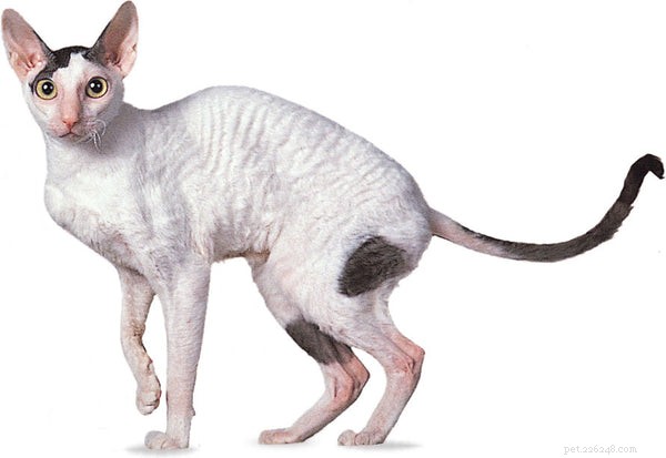 Discover 6 Unique Exotic Cat Breeds You Should Consider