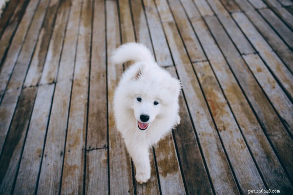 Why Salmon Oil Is a Powerful Nutritional Boost for Your Dog