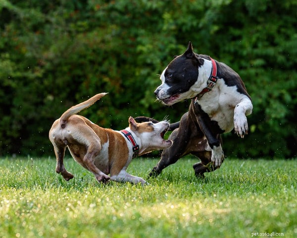 Why Salmon Oil Is a Powerful Nutritional Boost for Your Dog
