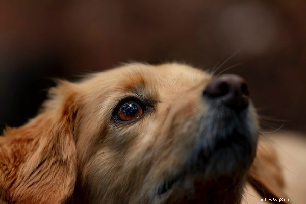Why Salmon Oil Is a Powerful Nutritional Boost for Your Dog
