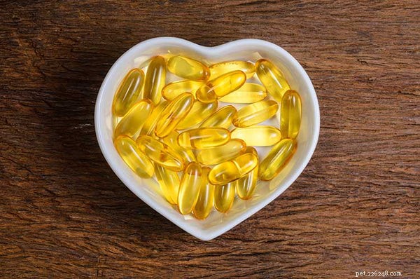 Why Salmon Oil Is a Powerful Nutritional Boost for Your Dog