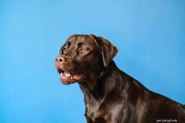 Why Salmon Oil Is a Powerful Nutritional Boost for Your Dog