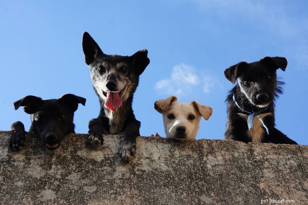 Fostering Animals: A Step-by-Step Guide to Provide a Loving Home