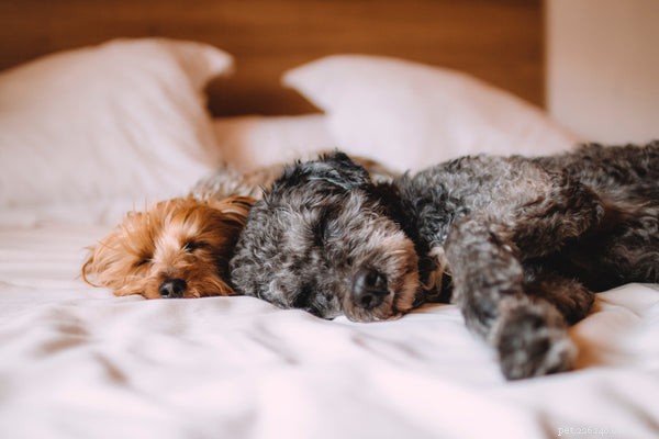Fostering Animals: A Step-by-Step Guide to Provide a Loving Home