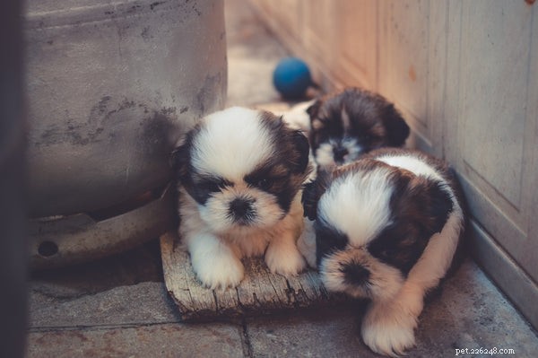 Fostering Animals: A Step-by-Step Guide to Provide a Loving Home