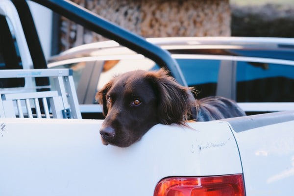 Fostering Animals: A Step-by-Step Guide to Provide a Loving Home
