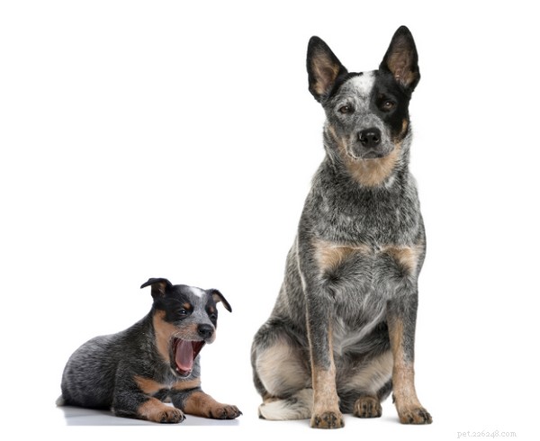 Essential Guide to Adopting an Australian Cattle Dog Rescue