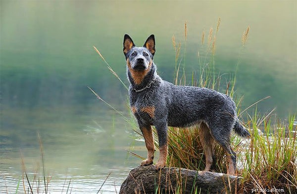 Essential Guide to Adopting an Australian Cattle Dog Rescue
