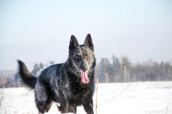 Mastering Dog Body Language: A Comprehensive Guide