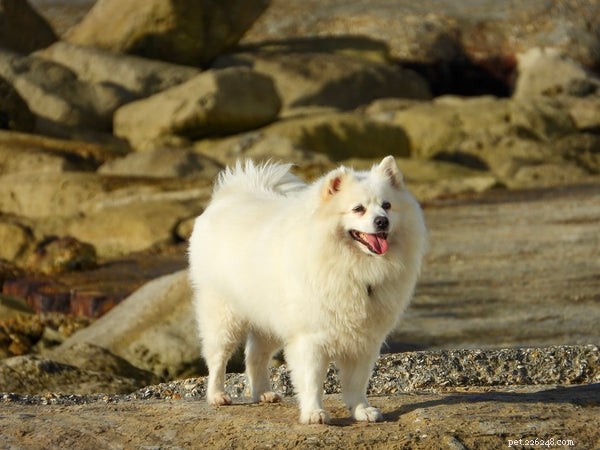 Mastering Dog Body Language: A Comprehensive Guide