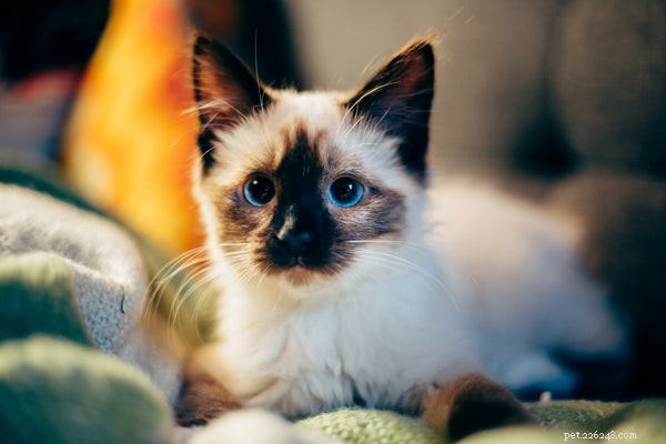Unveiling the Mystery: Why Cats Purr