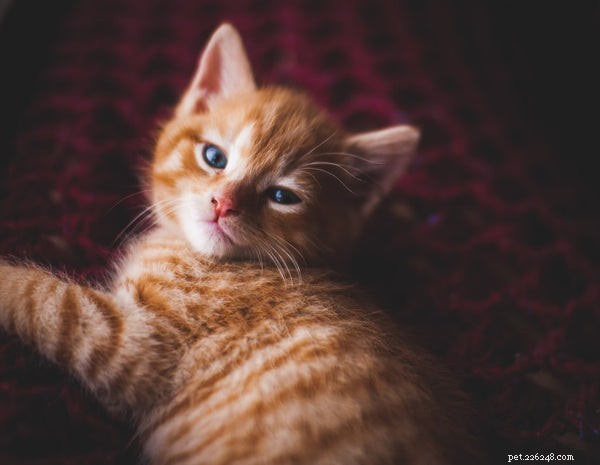 Unveiling the Mystery: Why Cats Purr