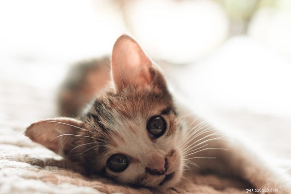 Unveiling the Mystery: Why Cats Purr