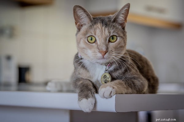 Unveiling the Mystery: Why Cats Purr
