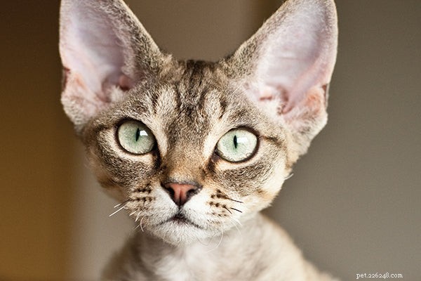 Top Cat Breeds: A Trusted Guide to the Most Popular Felines