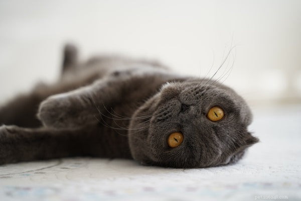 Top Cat Breeds: A Trusted Guide to the Most Popular Felines
