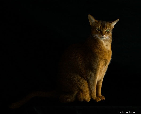 Top Cat Breeds: A Trusted Guide to the Most Popular Felines