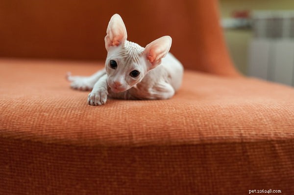 Top Cat Breeds: A Trusted Guide to the Most Popular Felines