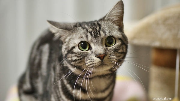 Top Cat Breeds: A Trusted Guide to the Most Popular Felines