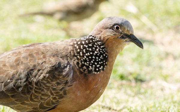 The Ultimate Guide to Dove Species: Facts, Features, and Care