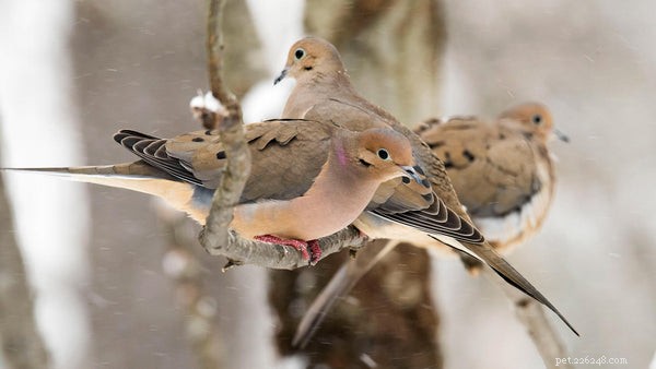The Ultimate Guide to Dove Species: Facts, Features, and Care