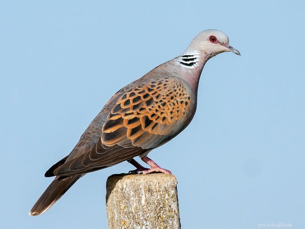 The Ultimate Guide to Dove Species: Facts, Features, and Care