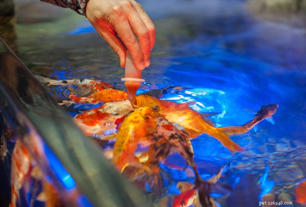 The Ultimate Guide to Pet Fish Supplies: Key Essentials for Success