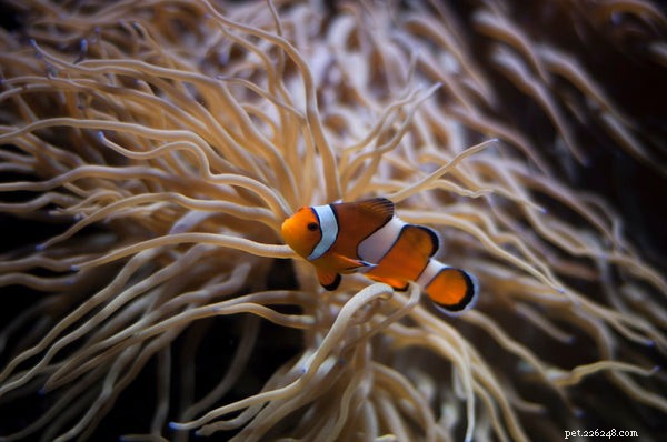 The Ultimate Guide to Pet Fish Supplies: Key Essentials for Success