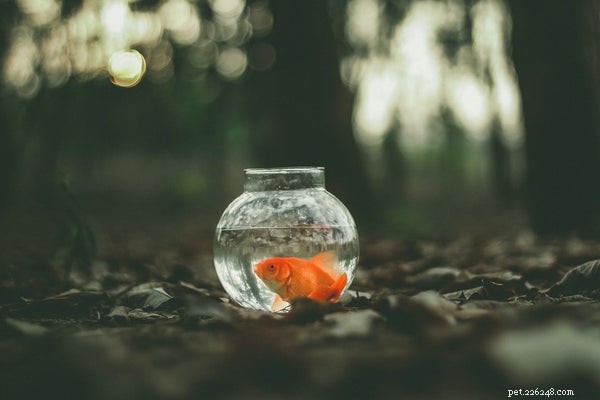 The Ultimate Guide to Pet Fish Supplies: Key Essentials for Success