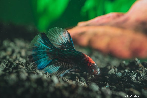 The Ultimate Guide to Pet Fish Supplies: Key Essentials for Success