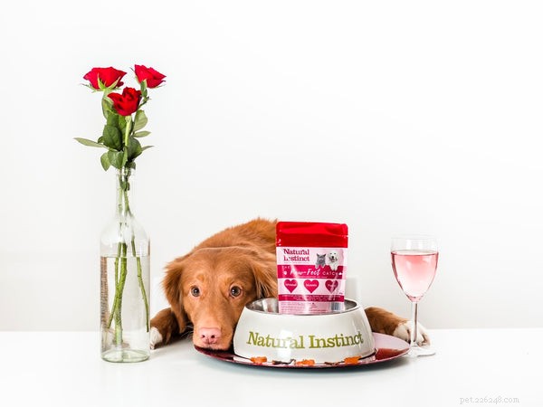 Best Dog Food for Active Dogs: Fuel Their Energy & Health