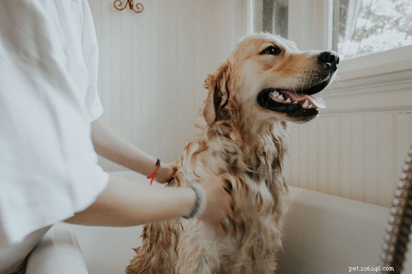 Discover Why Oatmeal Shampoo Is the Best Choice for Your Dog’s Skin