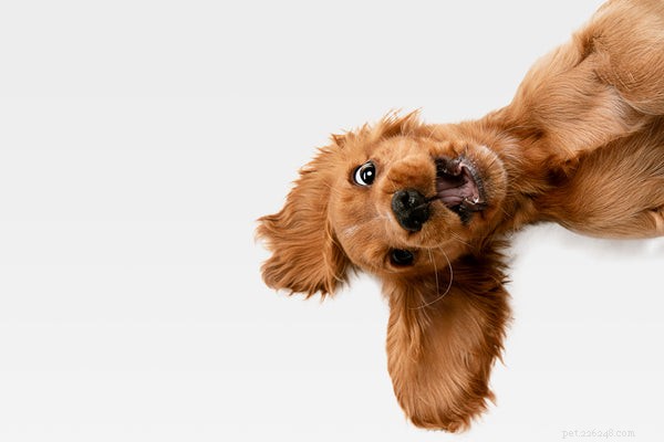 Discover Why Oatmeal Shampoo Is the Best Choice for Your Dog’s Skin