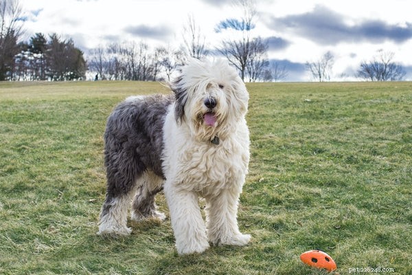 10 Fascinating Insights About the Old English Shepherd Dog