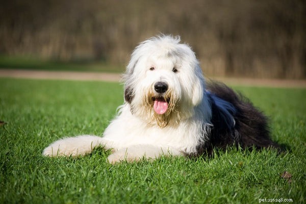 10 Fascinating Insights About the Old English Shepherd Dog