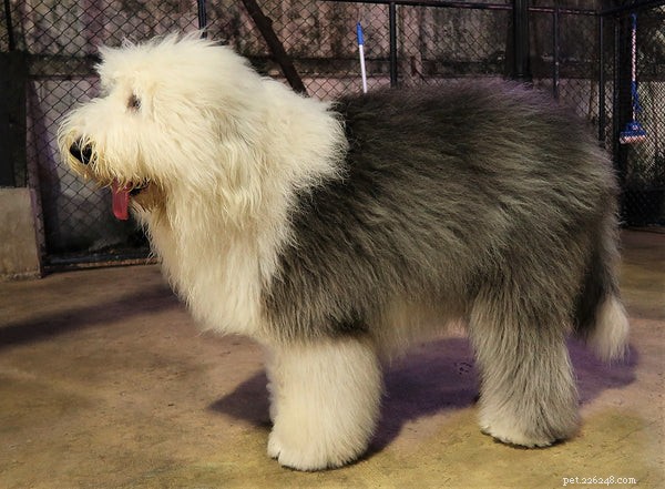 10 Fascinating Insights About the Old English Shepherd Dog