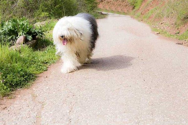 10 Fascinating Insights About the Old English Shepherd Dog