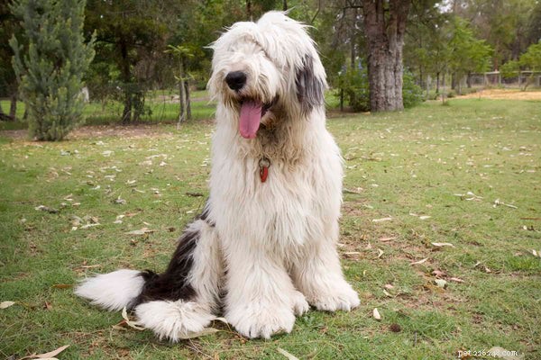 10 Fascinating Insights About the Old English Shepherd Dog