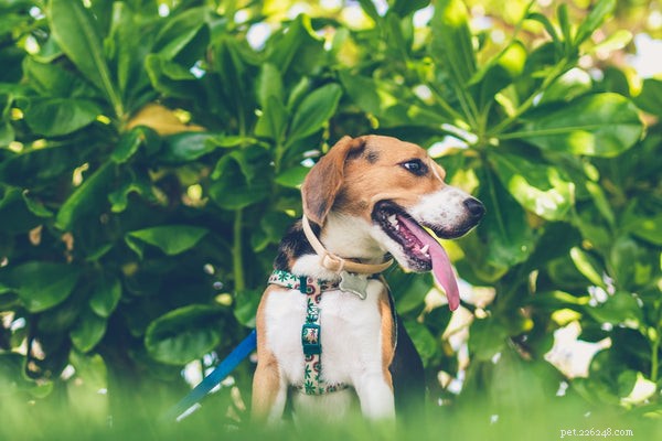 Small Dog Harness Guide: Keep Your Pup Safe and Comfortable