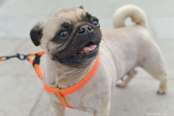 Small Dog Harness Guide: Keep Your Pup Safe and Comfortable