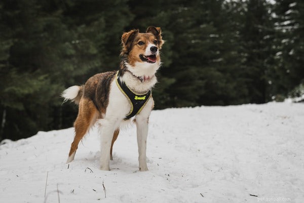 Small Dog Harness Guide: Keep Your Pup Safe and Comfortable
