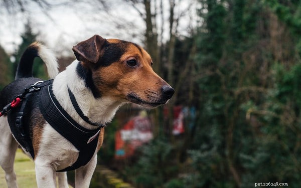 Small Dog Harness Guide: Keep Your Pup Safe and Comfortable