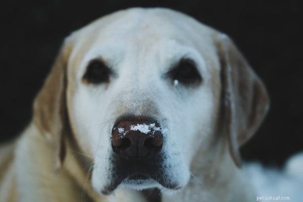 Top 7 Hunting Dog Breeds Every Hunter Should Consider
