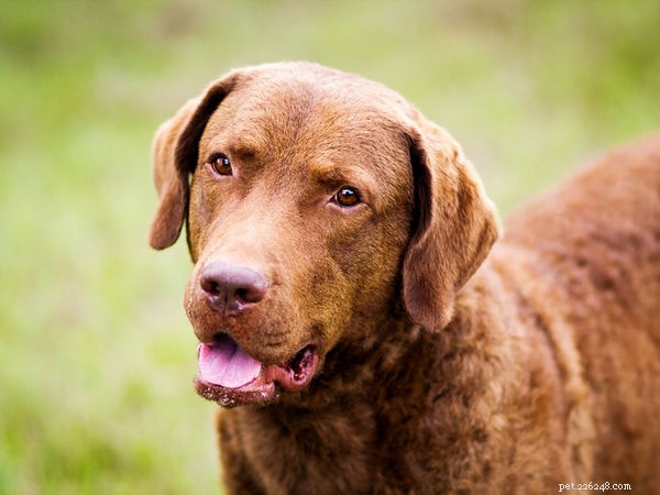 Top 7 Hunting Dog Breeds Every Hunter Should Consider