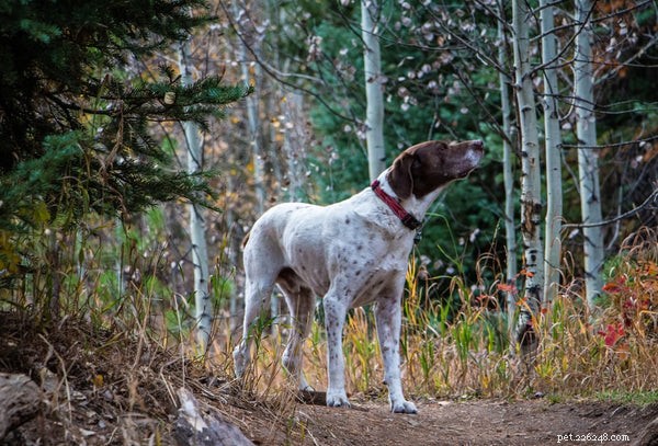 Top 7 Hunting Dog Breeds Every Hunter Should Consider