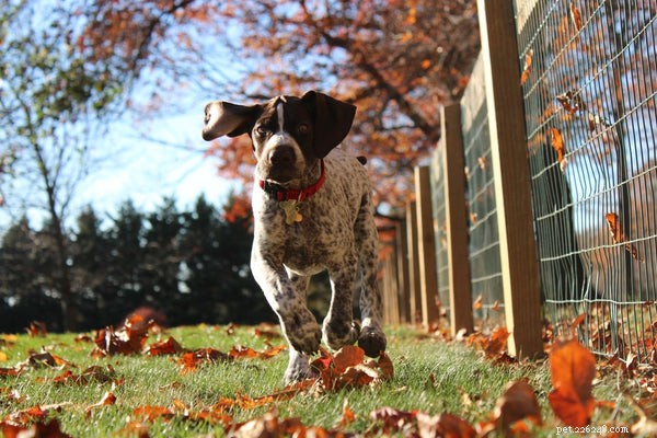 Top 7 Hunting Dog Breeds Every Hunter Should Consider