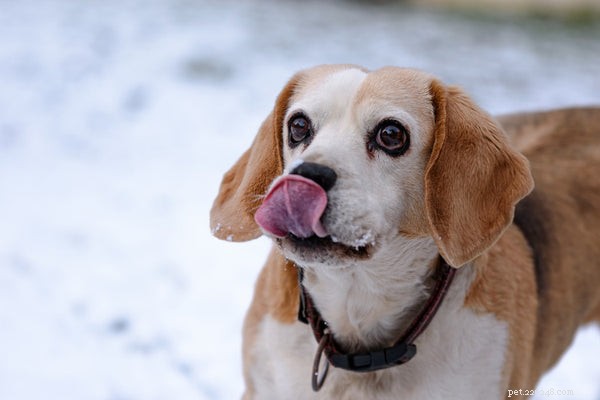 Top 7 Hunting Dog Breeds Every Hunter Should Consider