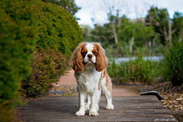Apartment‑Friendly Dogs: 7 Breeds That Thrive in Small Spaces