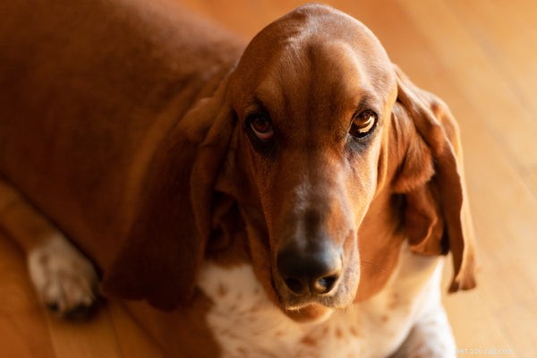 Apartment‑Friendly Dogs: 7 Breeds That Thrive in Small Spaces