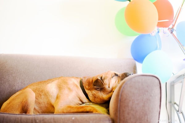 5 Essential Red‑Flag Symptoms Indicating Your Dog Is Sick
